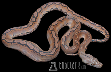 Adult Reticulated Python Mot Reticulated Pythons