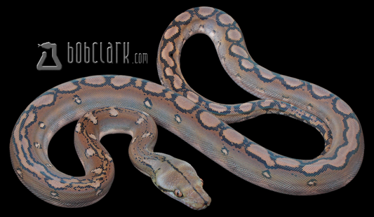 Motley 66% het albino/mocha