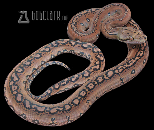 Motley aztec 66% het albino/mocha