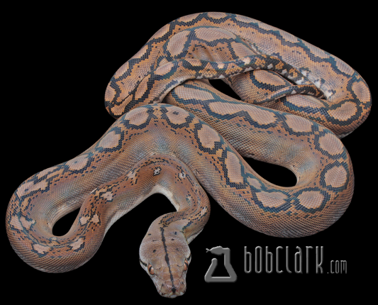 Motley double het albino pied