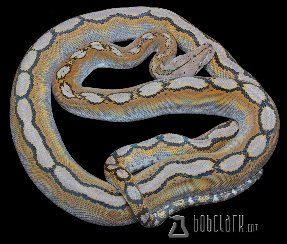 Reticulated Pythons