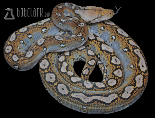 Motley het albino
