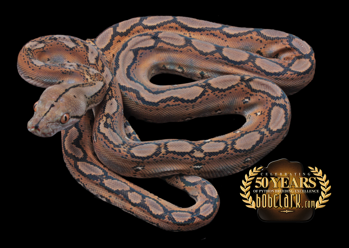 Motley het albino