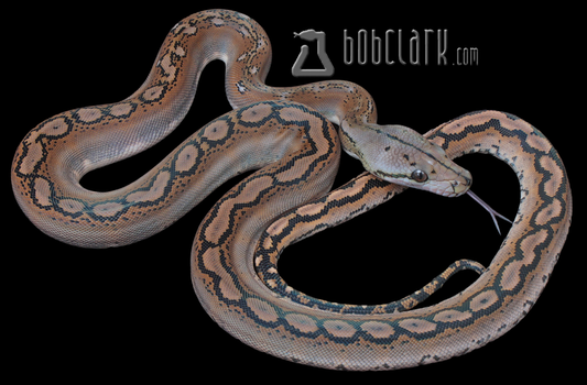 Motley het albino