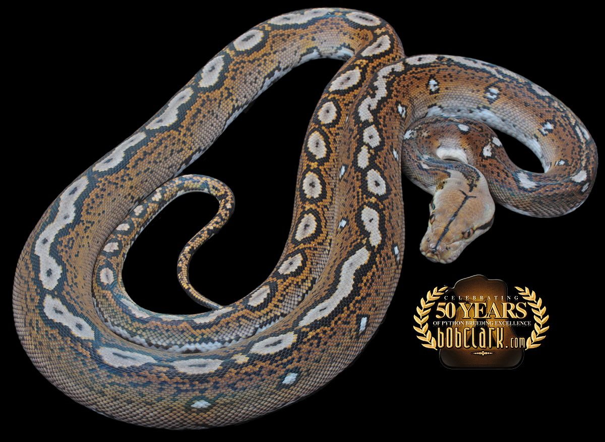 Motley het orange ghost stripe