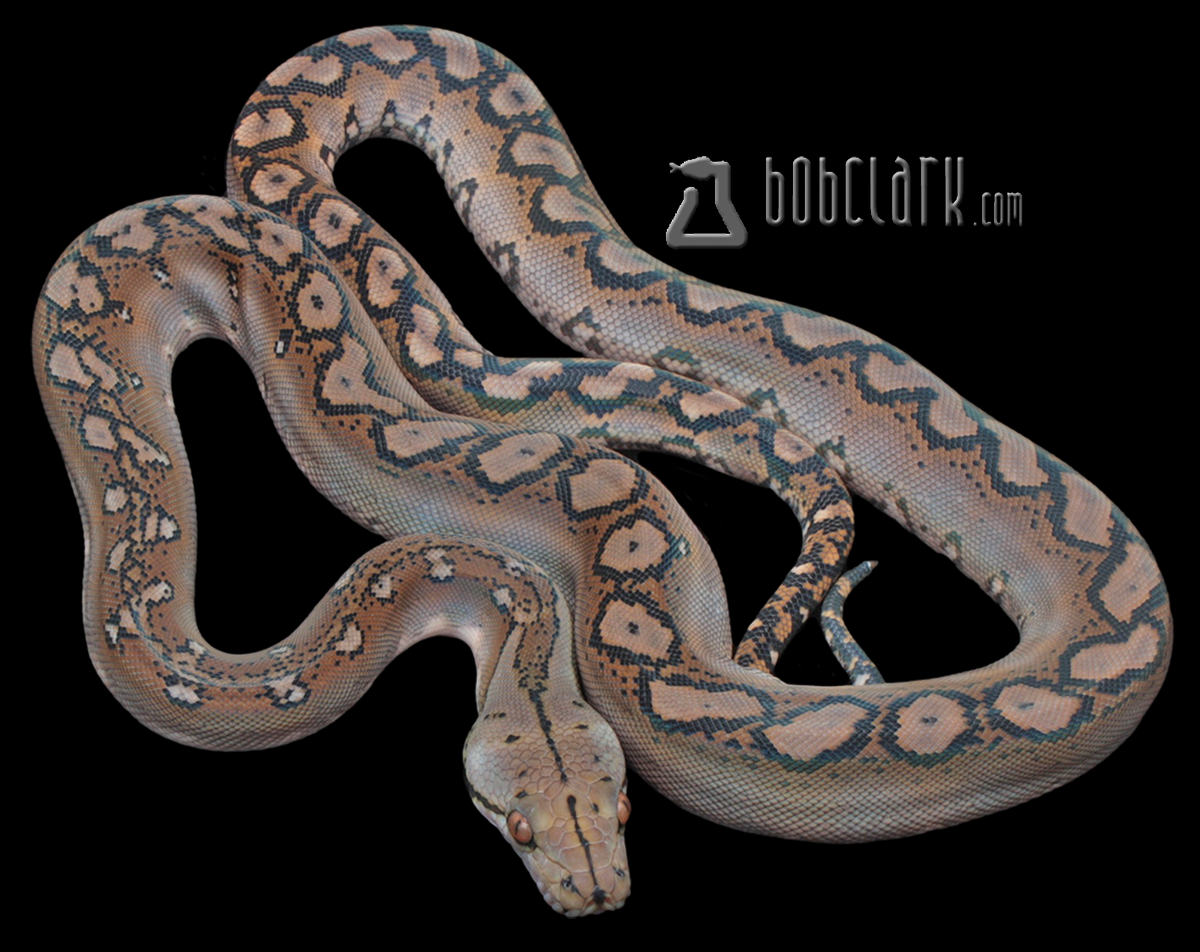 Motley het pied