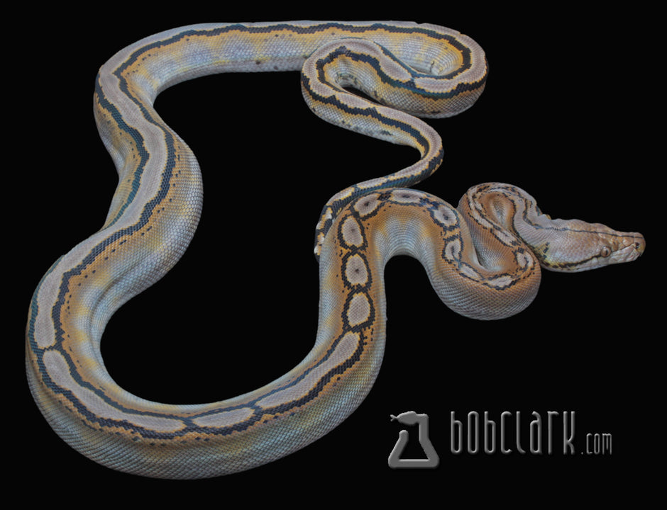 Reticulated Pythons