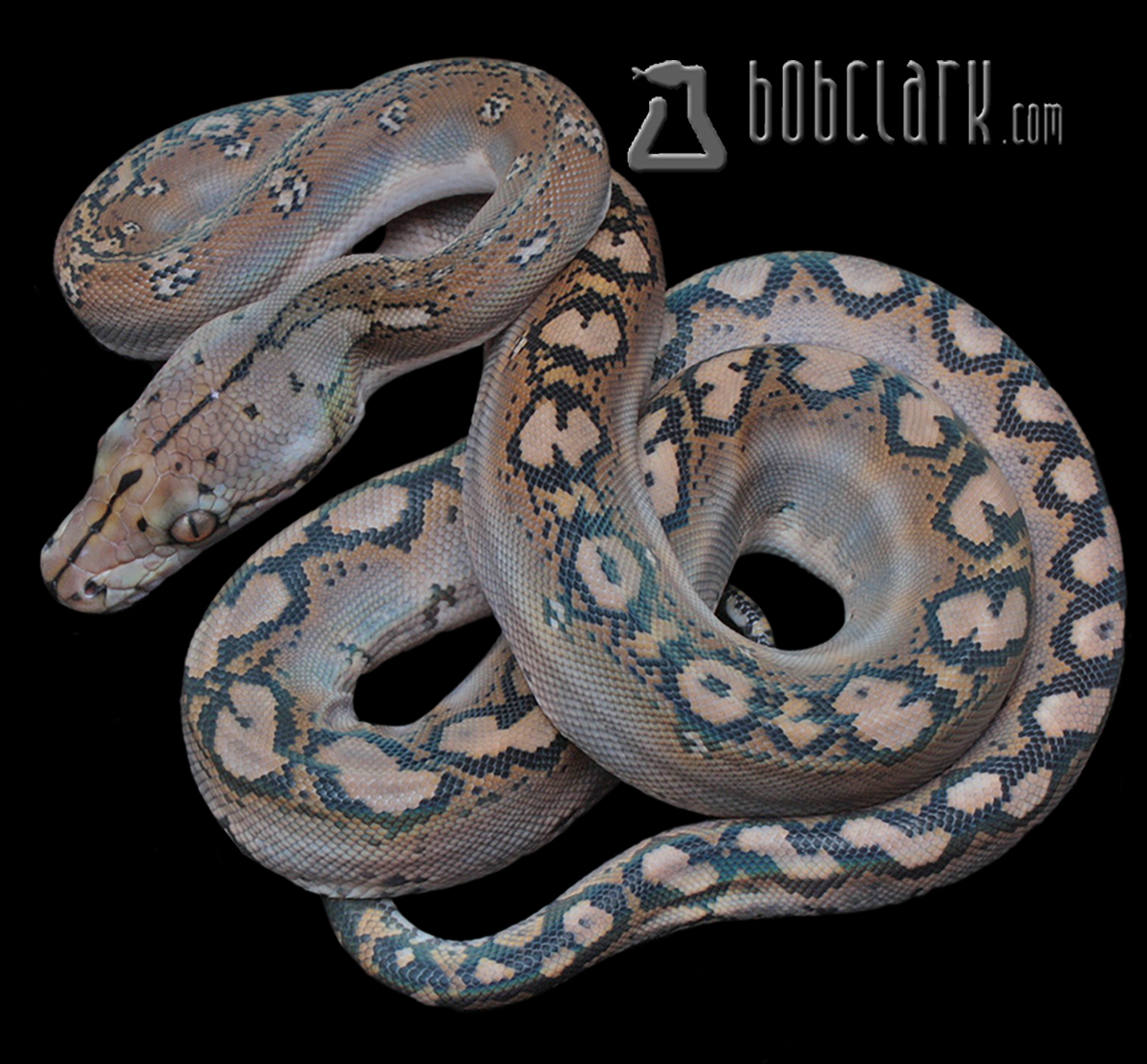 Reticulated Pythons