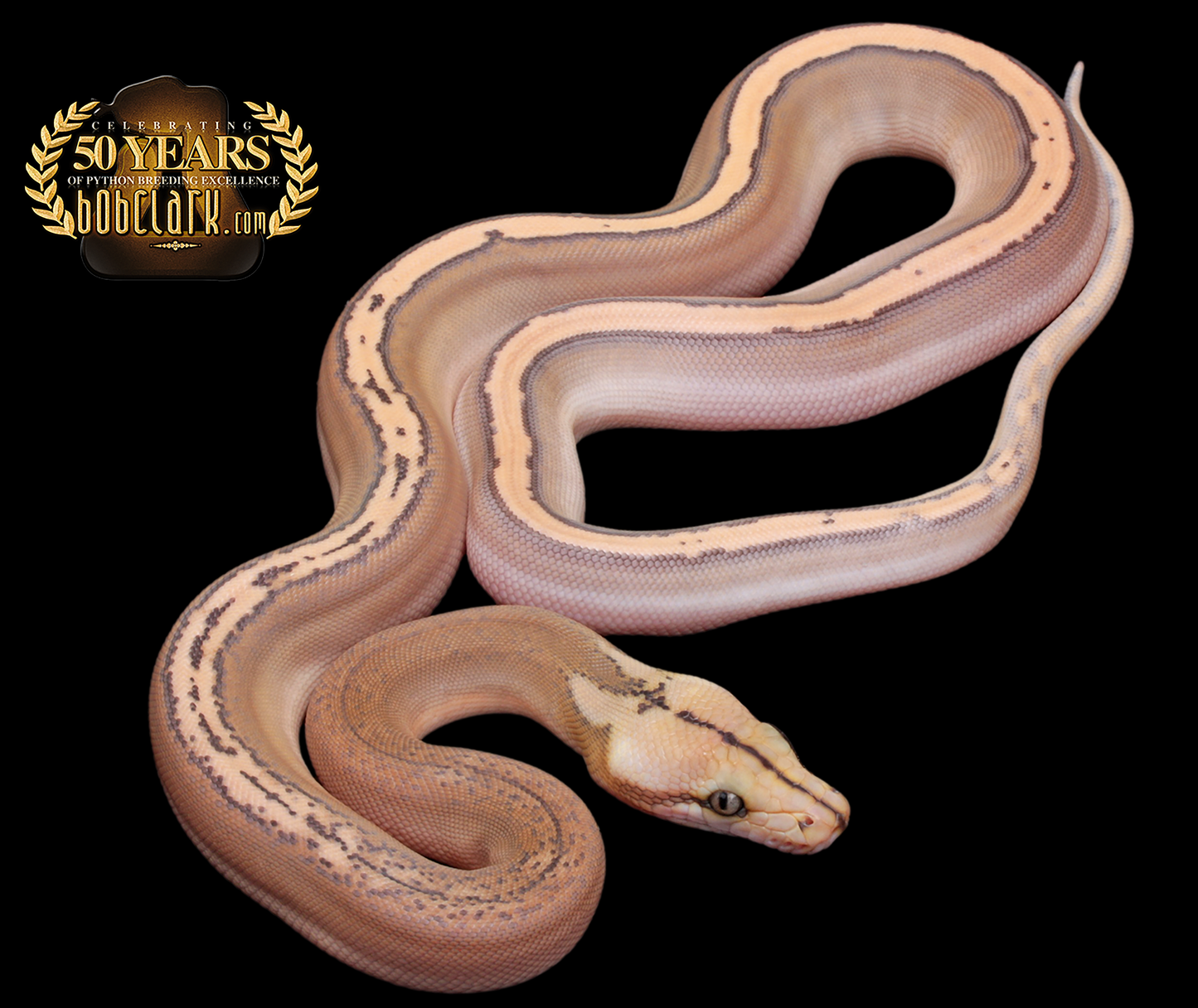 Motley orange ghost stripe poss het albino