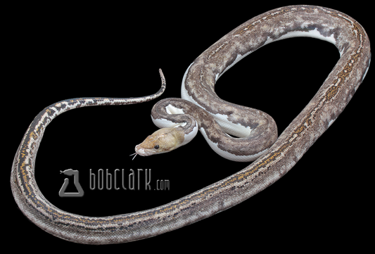 Motley pied poss het purple 84"