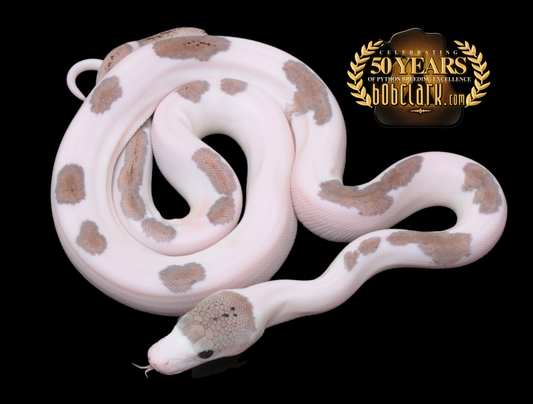 Motley pied het albino