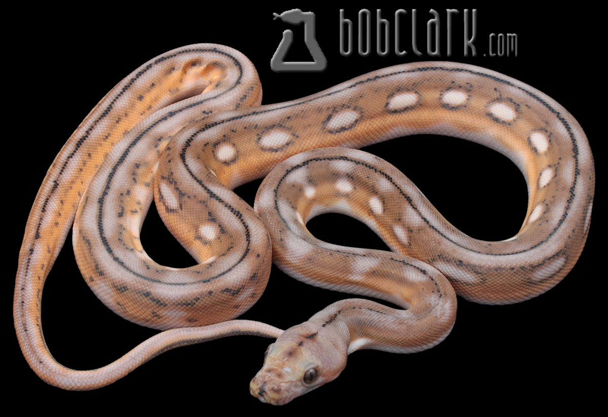 Motley sunfire tiger