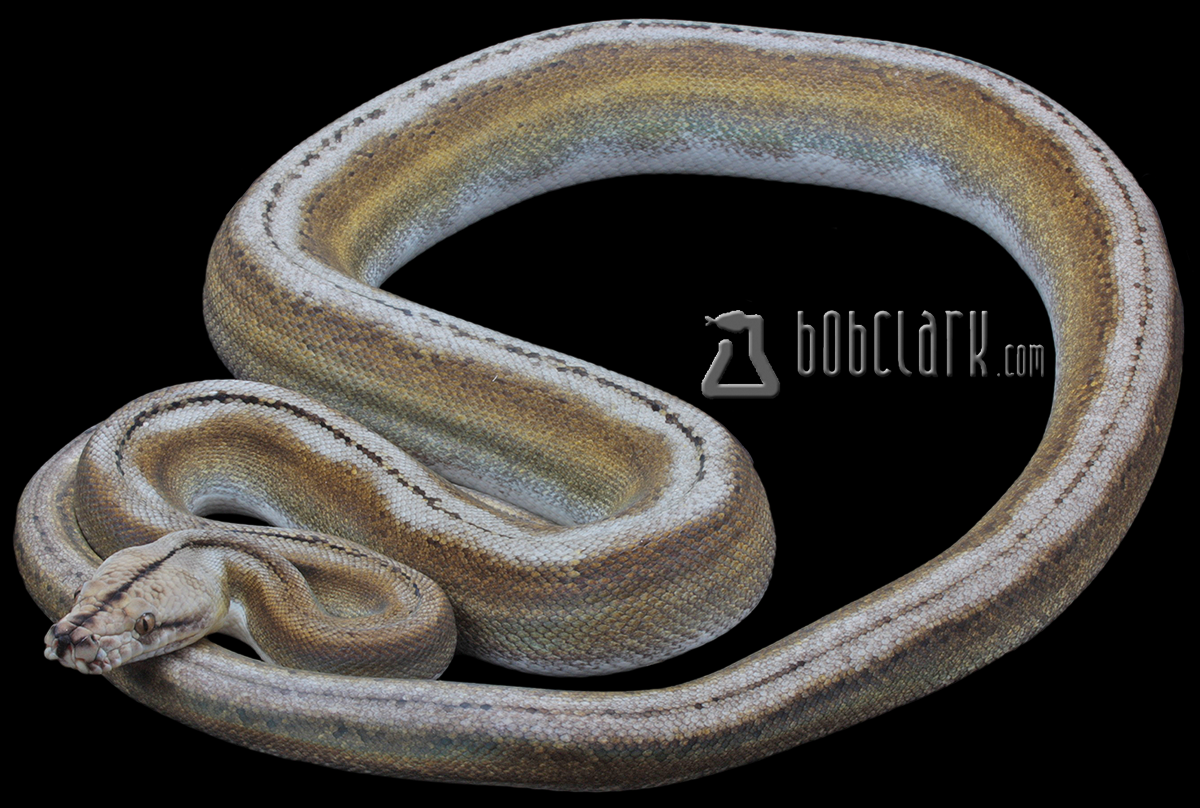 Motley tiger citron 72"