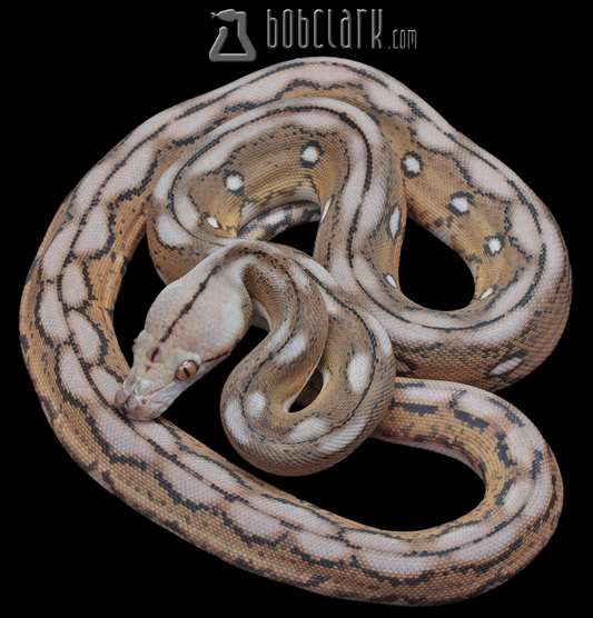 Motley tiger het albino