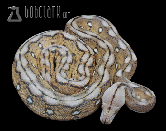 Motley tiger het albino