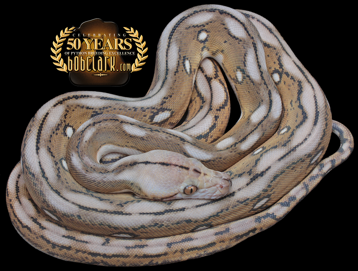 Motley tiger het albino