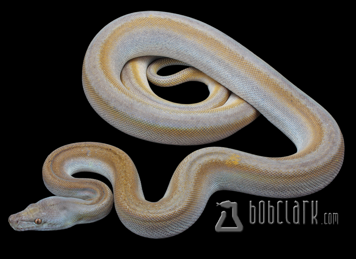 Reticulated Pythons