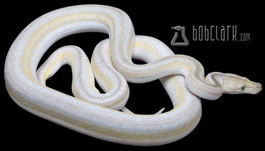 Motley fire tiger titanium