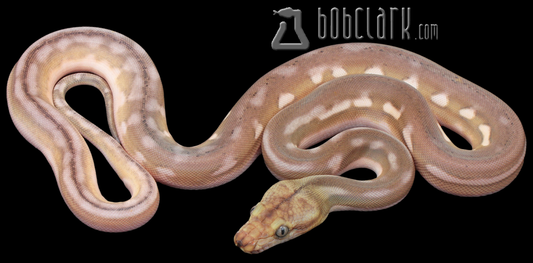 Motley phantom tiger 66% het albino/mocha