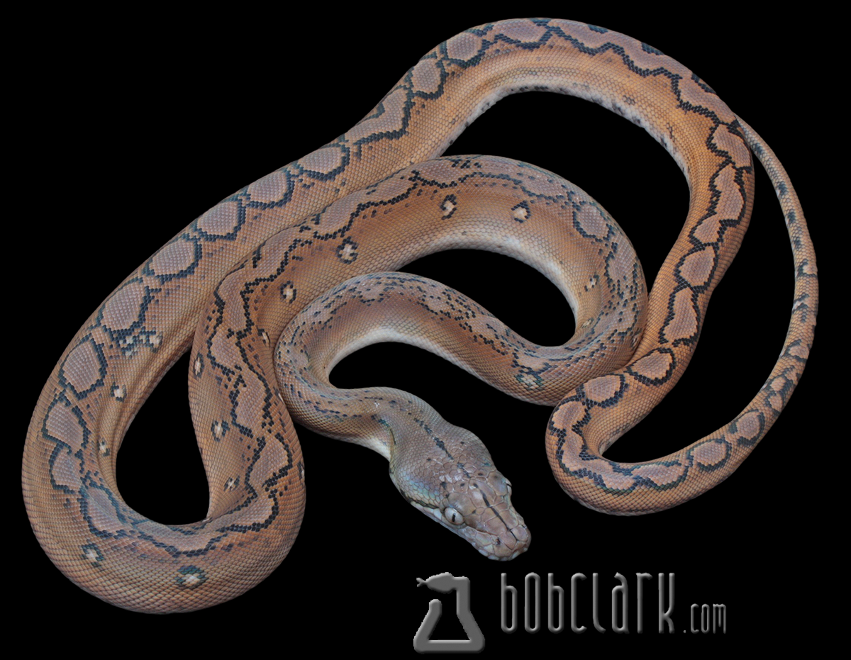 Motley sunfire het albino