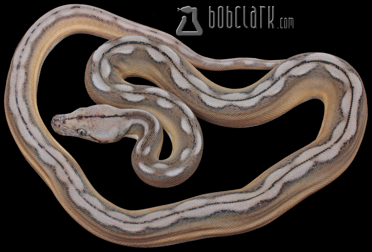Motley sunfire tiger het albino