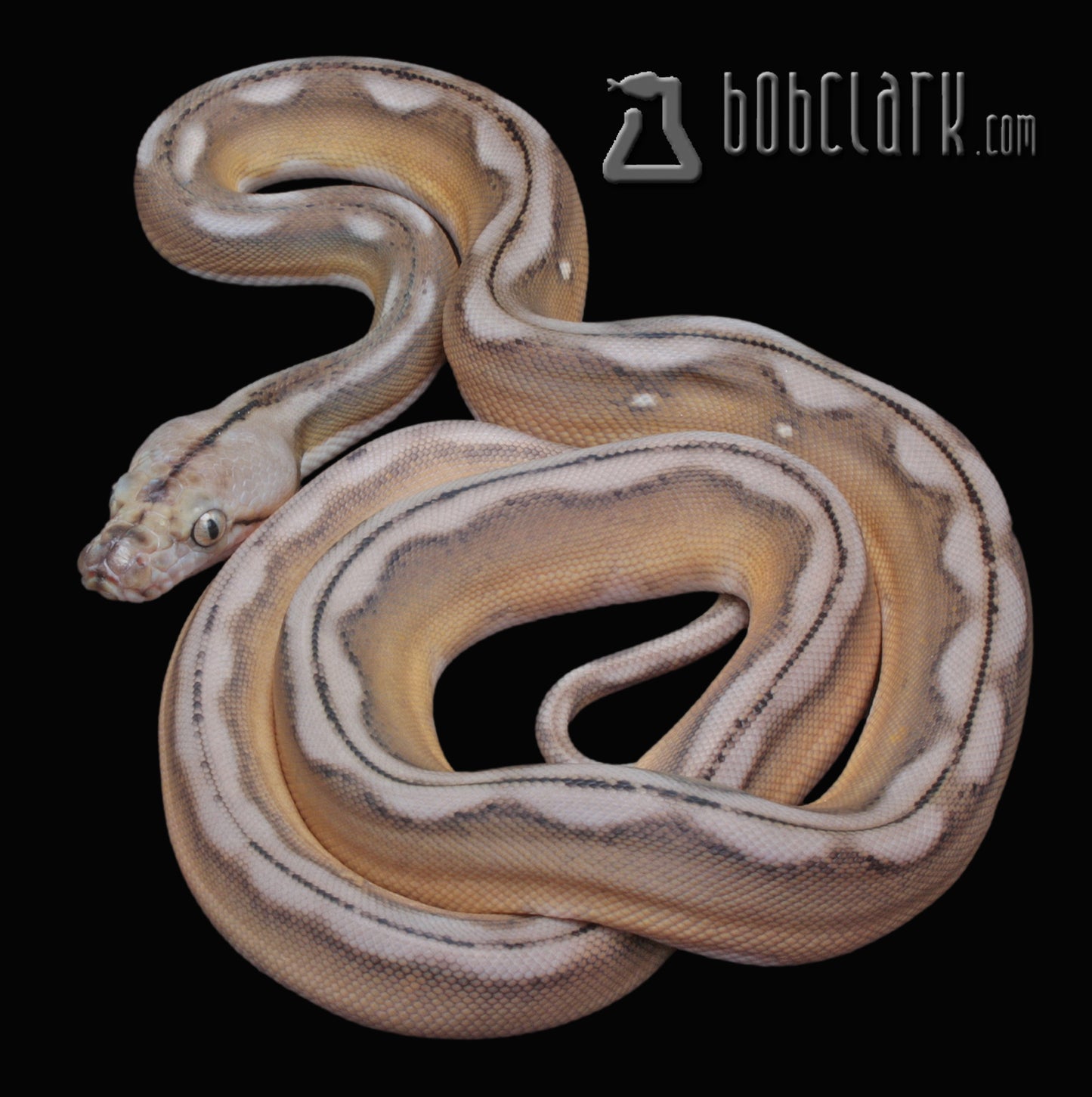 Motley sunfire tiger