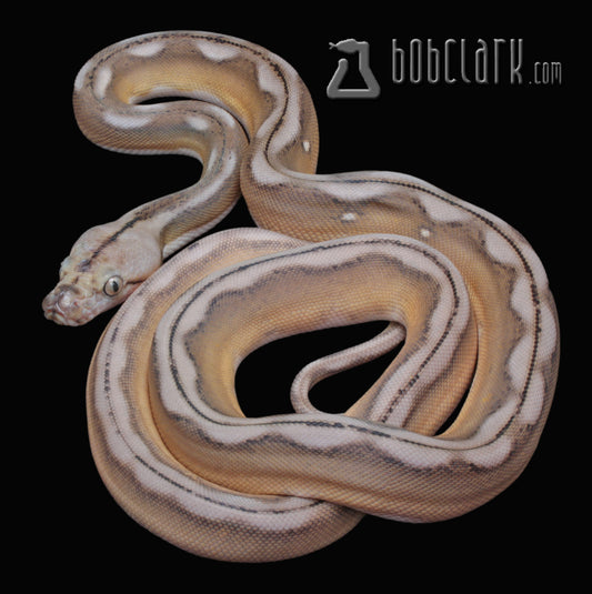 Motley sunfire tiger