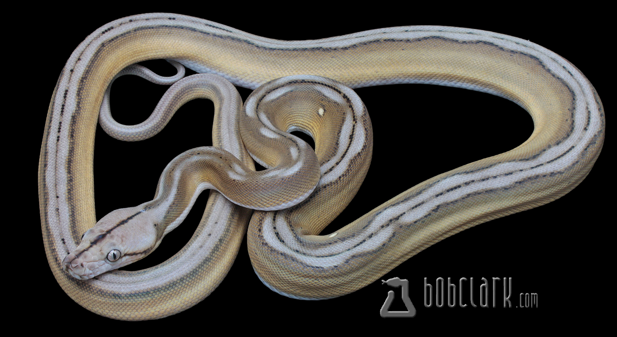 Motley sunfire tiger het albino