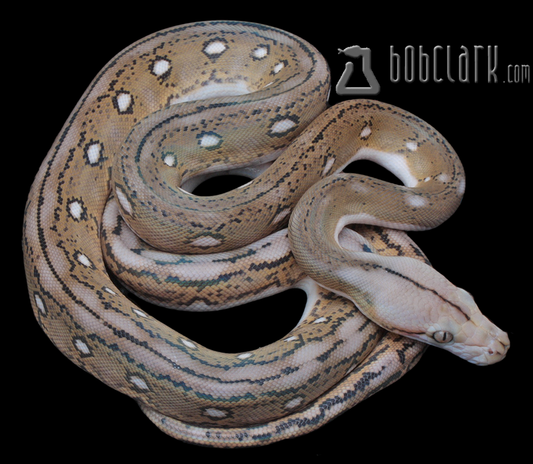 Motley tiger het albino