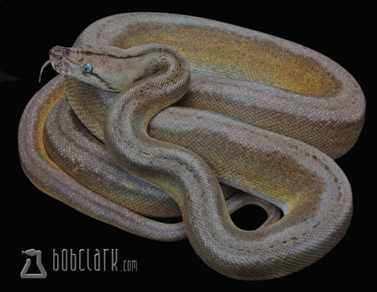 motley sunfirecitron tiger 70" male