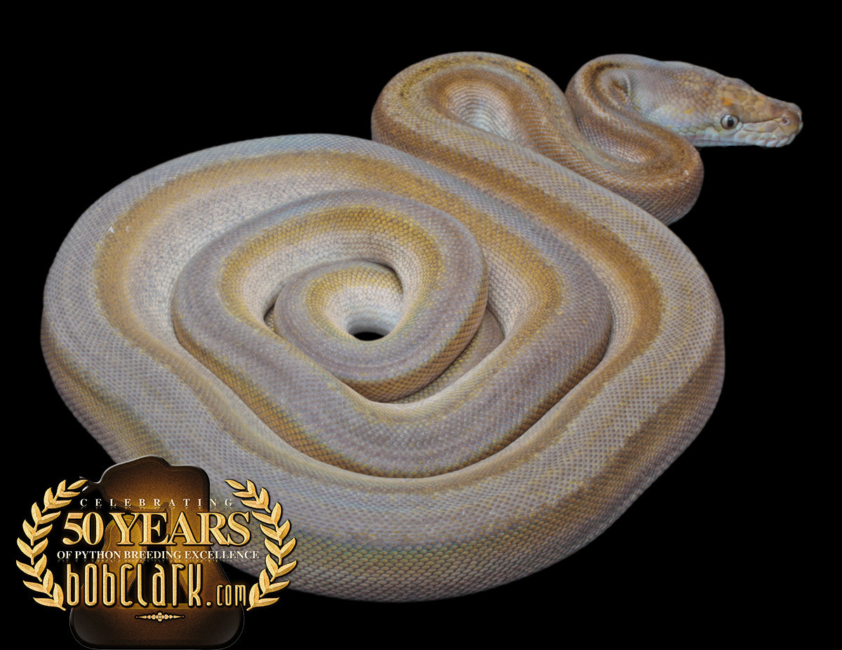 Motley Titanium Reticulated Python Titanium motley