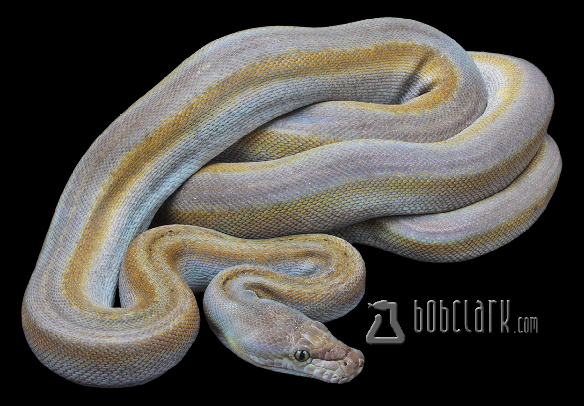 Motley titanium poss het purple 60"