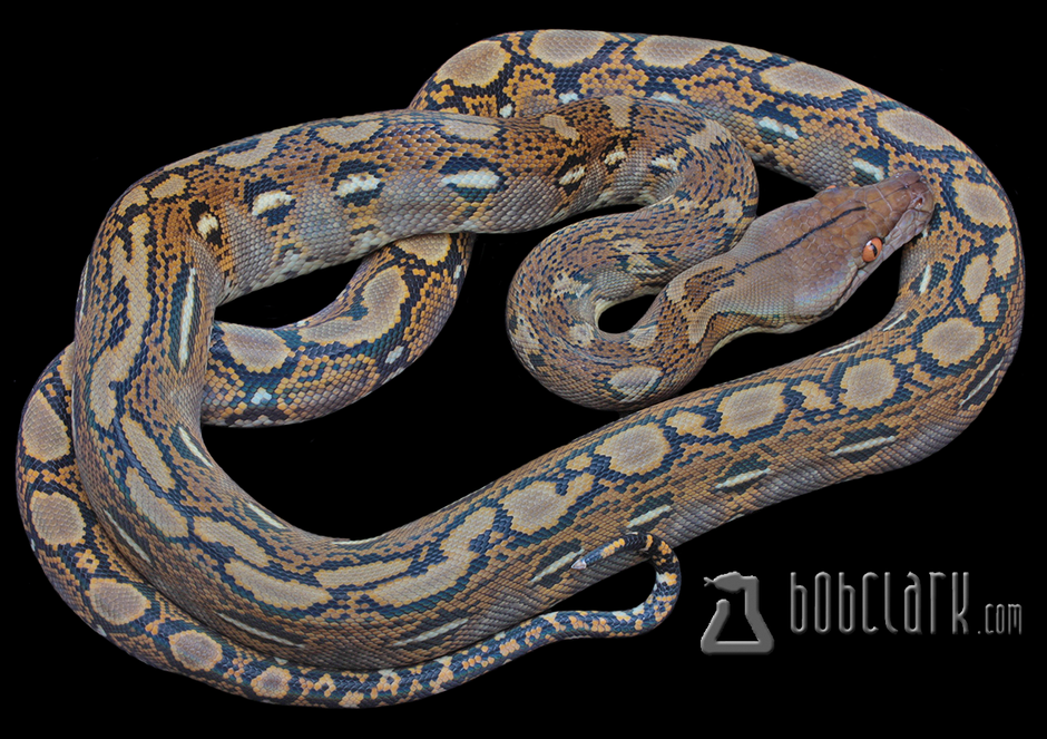 Reticulated Pythons