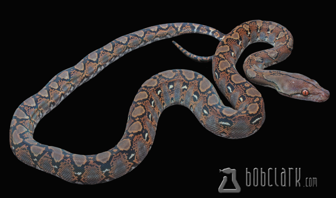 Retic Python Colors Reticulated python