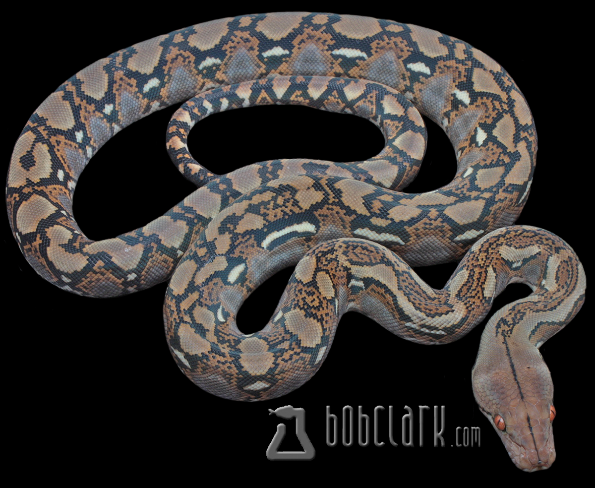 Reticulated python