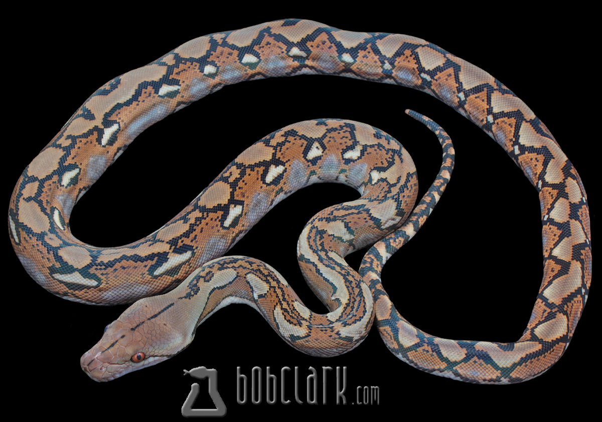 Burmese Python X Retic Reticulated python female