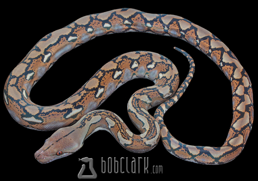 Reticulated python female