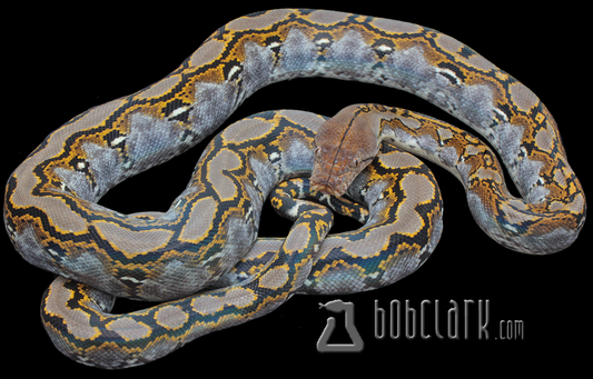 Reticulated python 60"