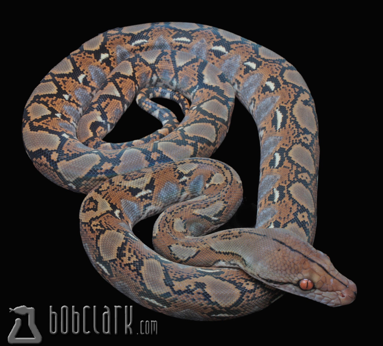 Reticulated Pythons