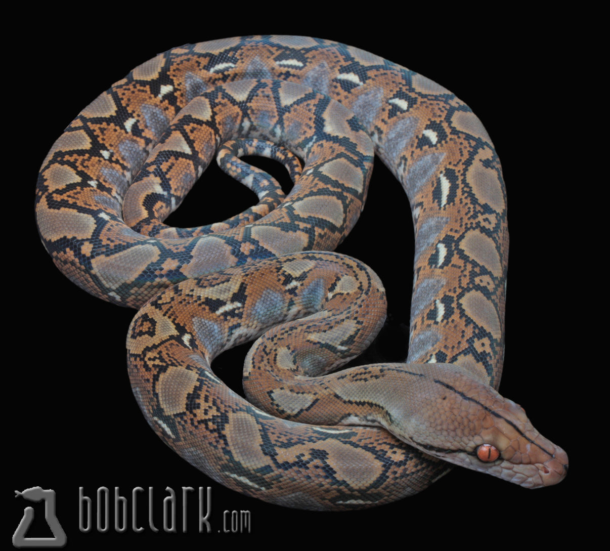 Reticulated python