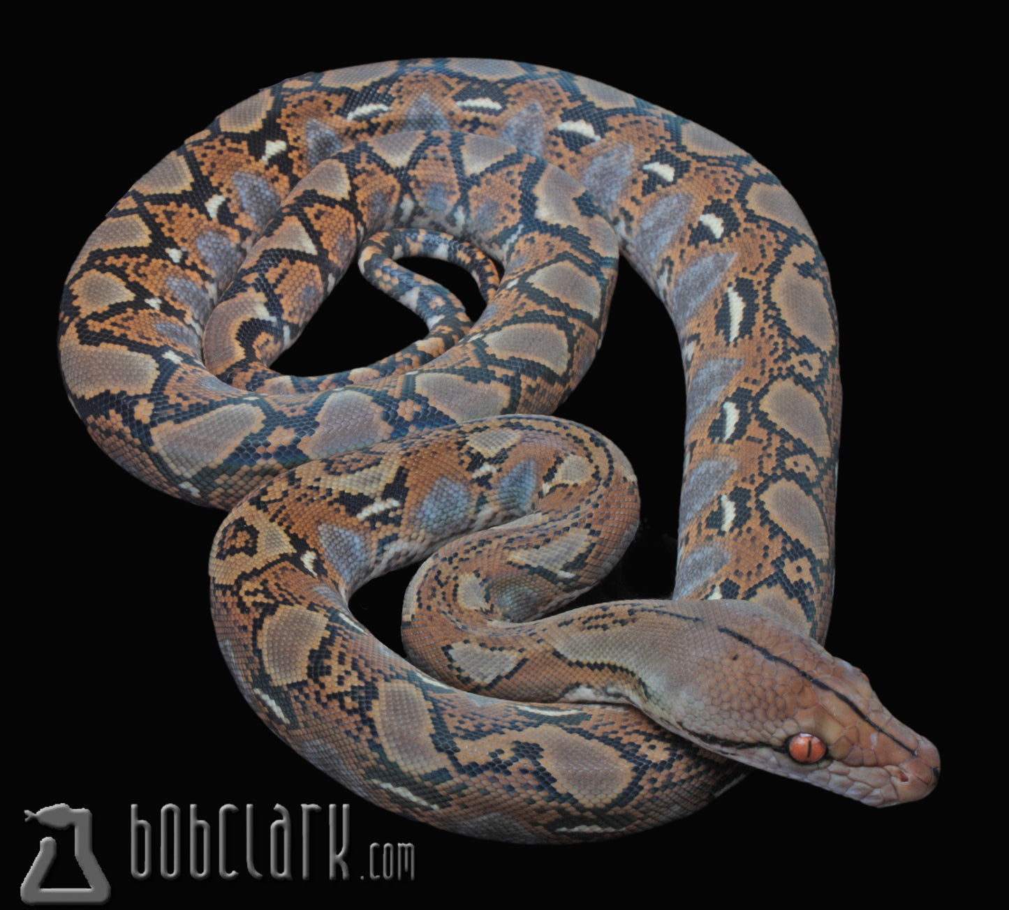 Reticulated python