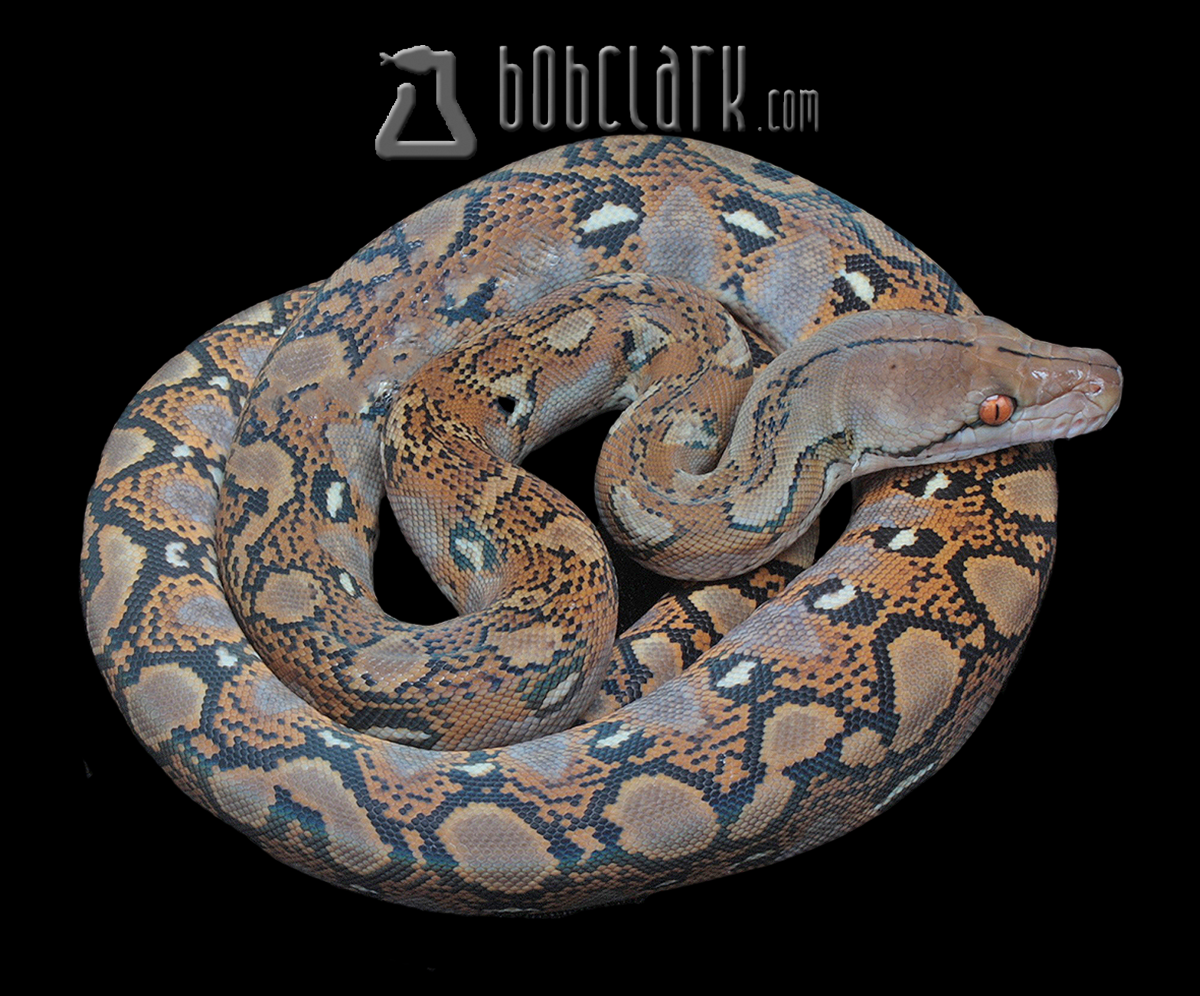 Reticulated python male