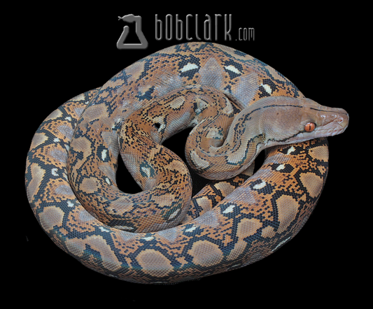 Reticulated python male