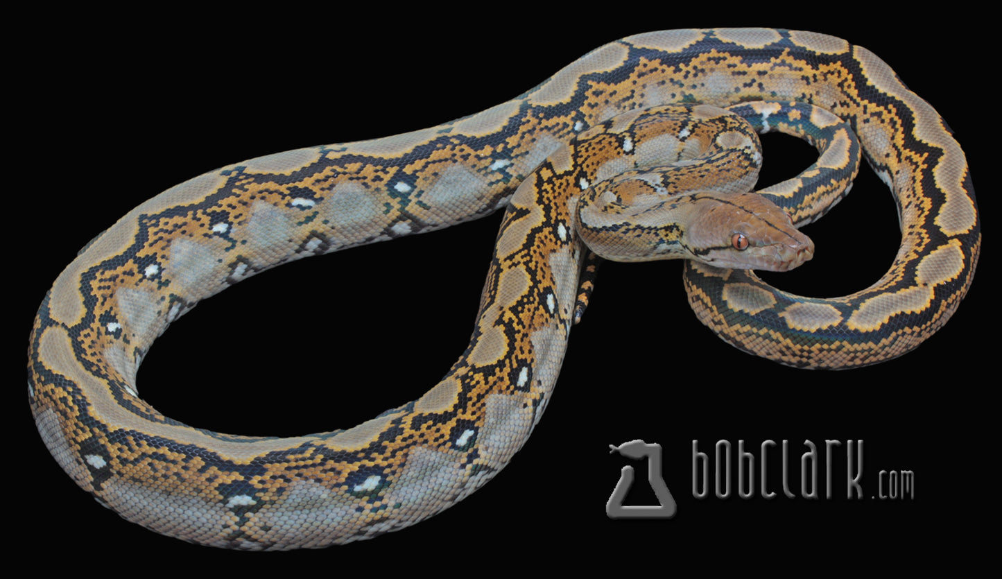 Reticulated python, male