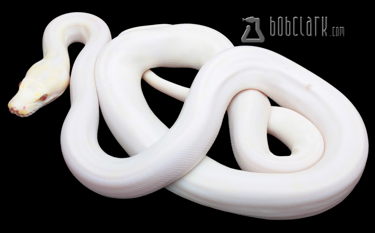 Purple/orange glow cow