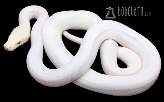 Purple/orange glow cow