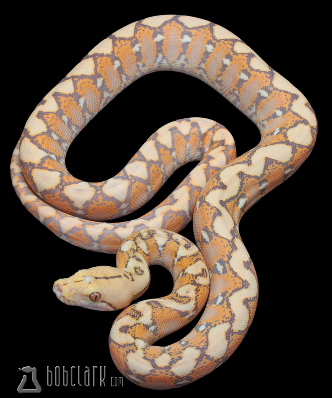Orange glow het OGS