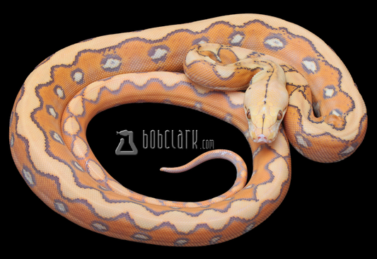 Orange glow sunfire het orange ghost stripe