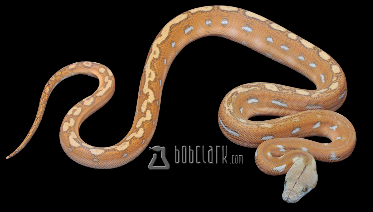 Orange ghost stripe