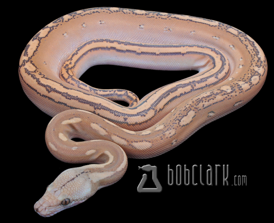 Orange ghost stripe
